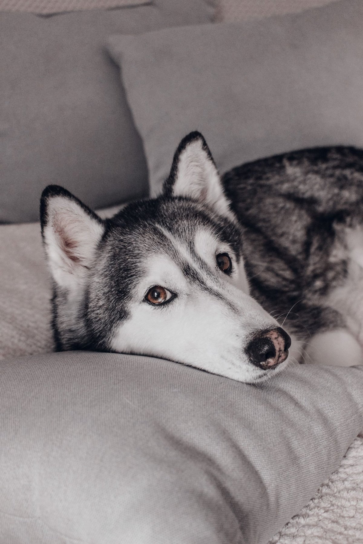 Greyhound resting on soft cushions in a stylish bedroom