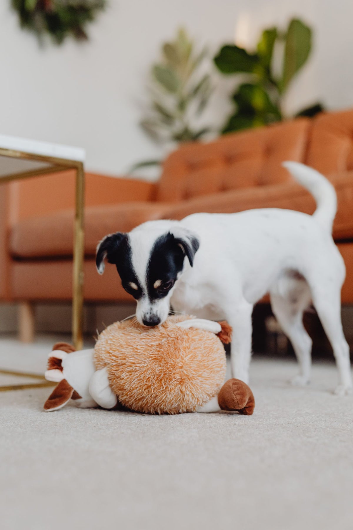 Jack Russell Terrier playing with a plush toy in a living room