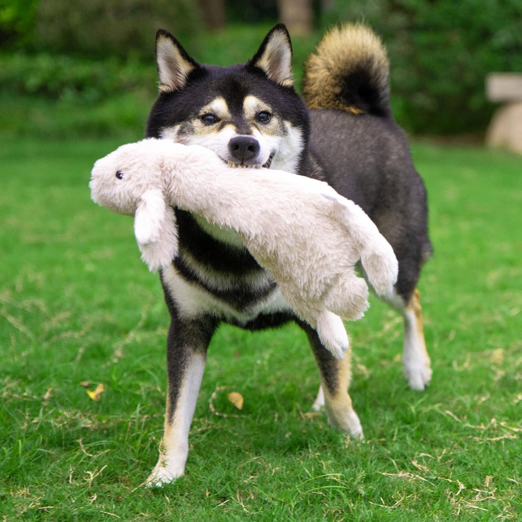 Stuffing-Free Double Squeak Dog Toy – image 6